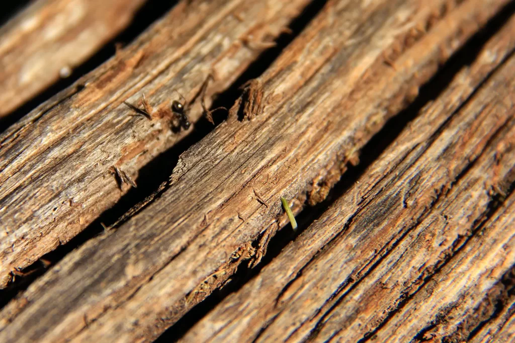 madera muebles insectos